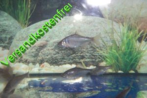 Biotopfische Versandkostenfrei