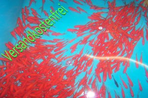 Goldfische Versandkostenfrei