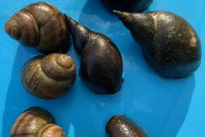 Schnecken Versandkostenfrei
