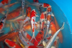 Fischfarm Koi 7-20 cm