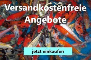 Fischfarm Koi Versandkostenfreie Angebote