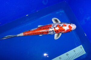 Fischfarm Koi 40-45 cm mit Foto