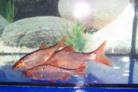 Goldrotfeder (Scardinius erythrophthalmus) 7- 10 cm