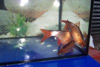 Goldrotfeder (Scardinius erythrophthalmus) 10- 12 cm