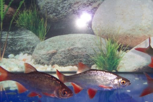 Rotfeder (Scardinius erythrophthalmus) 7- 10 cm