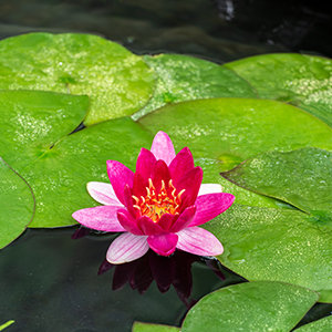 Nymphaea Pygmea Rubra Zwergseerose rot