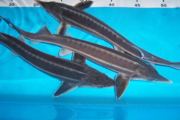 Acipenser ruthenus, Sterlet 30-40 cm