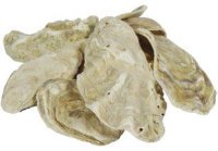 Austernschalen 5 kg im Beutel