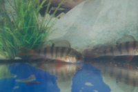 Flußbarsch 12-15 cm