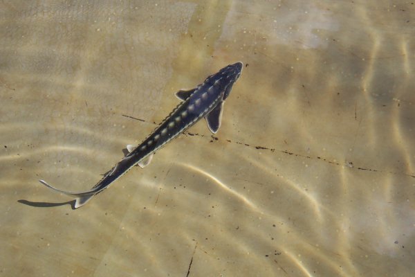Acipenser gueldenstaedtii, Waxdick  ( Diamantstör) 35- 40 cm