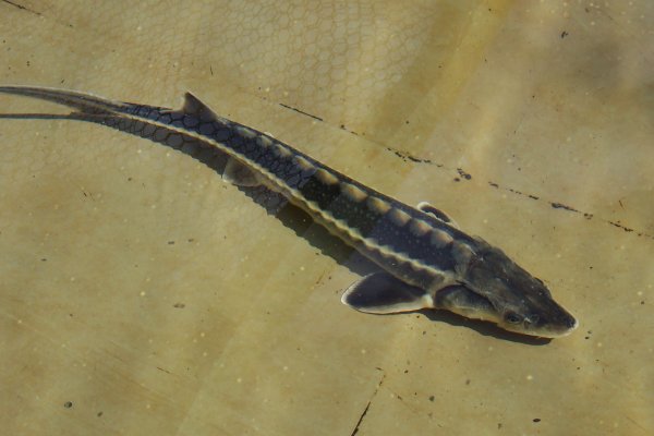 Acipenser gueldenstaedtii, Waxdick  ( Diamantstör) 40- 50 cm