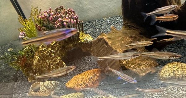 Regenbogenelritze 3- 6 cm