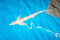 Albino Sterlet 40-50 cm