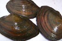 Teichmuschel 7- 10 cm