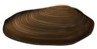 Flußmuschel 7- 10 cm