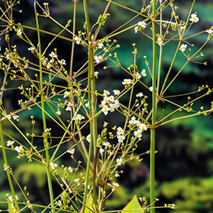 Froschlöffel - Alisma plantago-aquatica