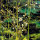 Froschlöffel - Alisma plantago-aquatica