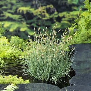 Schlanke Segge - Carex panacea