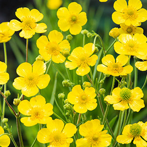 Zungenhahnenfuß, gelb - Ranunculus lingua