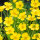 Zungenhahnenfuß, gelb - Ranunculus lingua