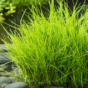 Nadelsimse - Eleocharis acicularis