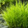 Nadelsimse - Eleocharis acicularis