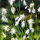 Wollgras, weiß - Eriophorum