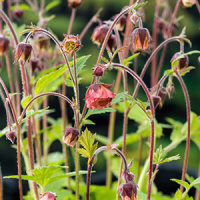 Bach-Nelkenwurz - Geum rivale