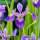 Sumpfiris, blau - Iris versicolor
