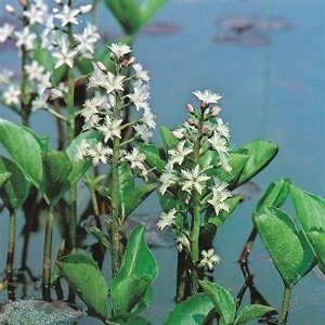 Fieberklee, weiß, 20 cm hoch - Menyanthes trifoliata