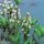 Fieberklee, weiß, 20 cm hoch - Menyanthes trifoliata