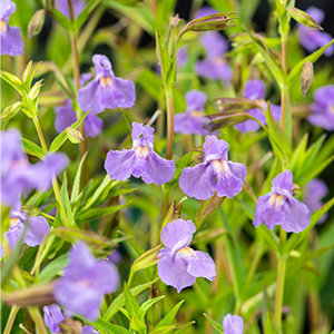 Gauklerblume, blau-violett - Mimulus ringens