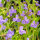 Gauklerblume, blau-violett - Mimulus ringens