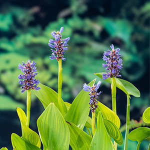 Hechtkraut, blau-pink - Pontederia cordata
