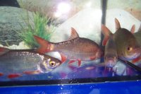 Rotfeder (Scardinius erythrophthalmus) 12- 15 cm