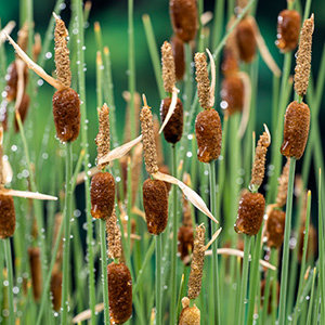Zwergrohrkolben - Typha minima