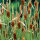 Zwergrohrkolben - Typha minima