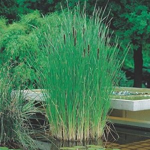Schmalbl. Rohrkolben - Typha angustifolia