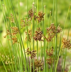 Juncus inflexus (Blaue Binse)