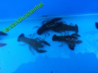 Edelkrebse (Astacus astacus) 5- 8 cm (1-sömmrige) -...