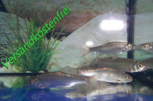 Silberorfe (Aland) 7- 10 cm - 50 Stück