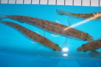 Zander (Sander lucioperca) 11- 15 cm