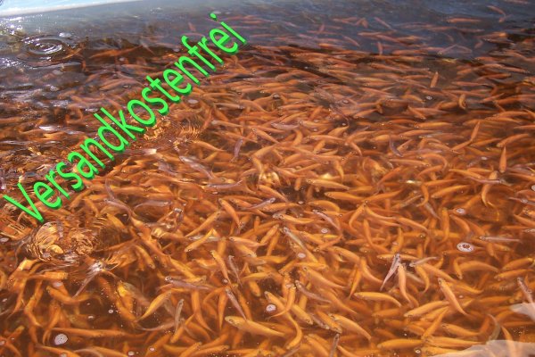 Goldorfen 7-10 cm - 100 Stück
