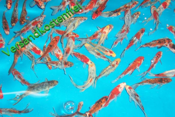 Shubunkin Goldfisch 4- 7 cm, 20 Stk