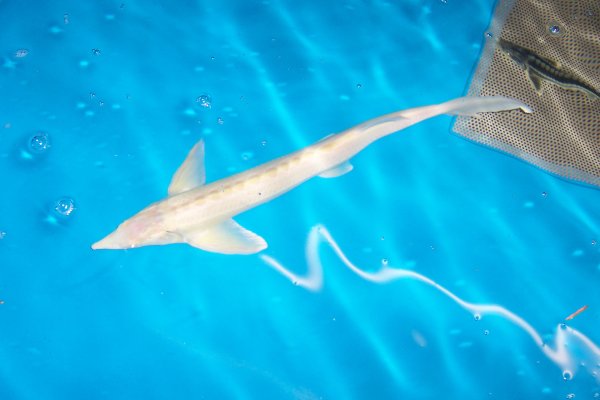 Albino Sterlet 20-30 cm, 3 Stück