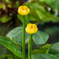 Nuphar lutea- Teichrose mittelgroß