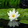 Nymphaea Albatros - Seerose weiß mittelgroß