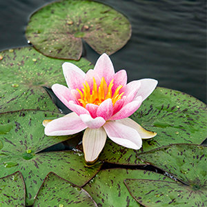 Nymphaea Laydekeri Lilacea Seerose rosa klein