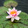 Nymphaea Laydekeri Lilacea Seerose rosa klein