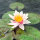 Nymphaea Comanche Seerose orange